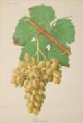 Weintrauben.