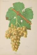 Weintrauben.