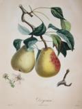 Pomologie.