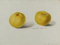 Blaschek,Franz.