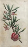 Blumen