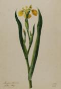 Iris.