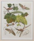 Merian, Maria Sibylla