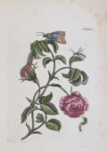 Merian, Maria Sibylla