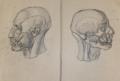 Anatomie.