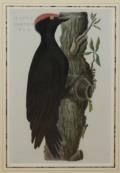 Vögel.