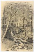 Elefant im Wald
