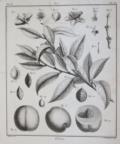 (Duhamel du Monceau,H.L.
