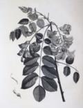 (Duhamel du Monceau,H.L.