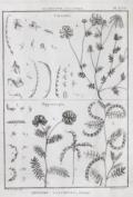 (Tableau encyclopedique et methodique