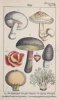 Rebau,H. (d.i. C.A.Gebauer).