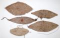 Nassa Muschelornamente