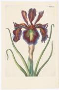 Merian, Maria Sibylla