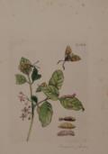 Merian, Maria Sibylla