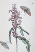 Merian, Maria Sibylla