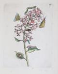 Merian, Maria Sibylla