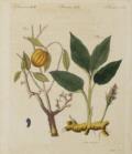 Weinmann, Johann Wilhelm