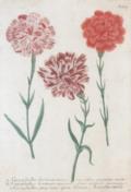 Weinmann, Johann Wilhelm