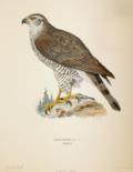Wright, Magnus u. Willhelm von
