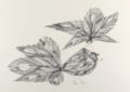Flora, Paul