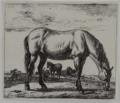 Van de Velde, Adriaen