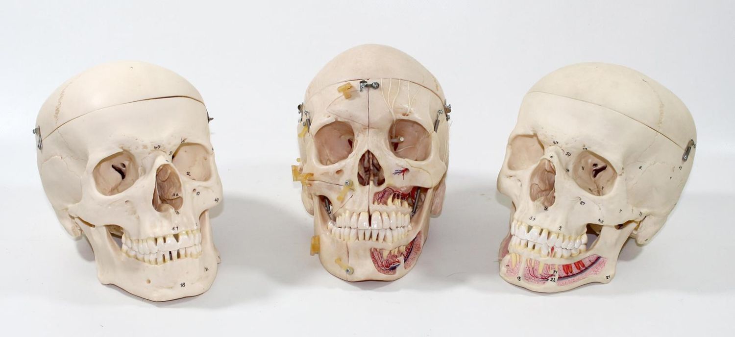 Große Abbildung Nr.1: 120-1004 Totenkopf 3 anatomische: (Medizin)