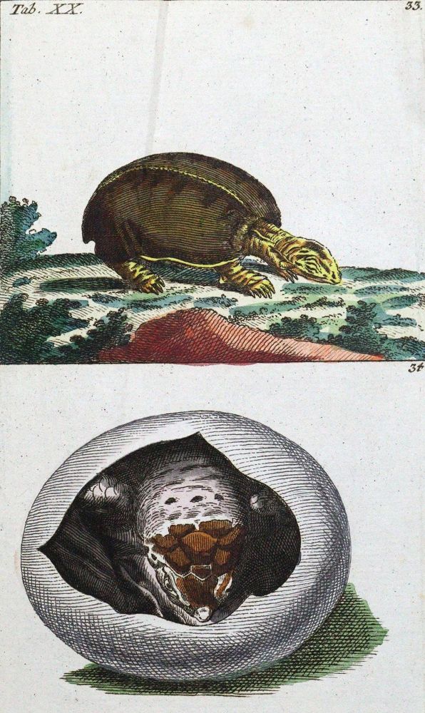 Große Abbildung Nr.1: 120-1011 (Wilhelm,G.T.).: (Zoologie, Amphibien)