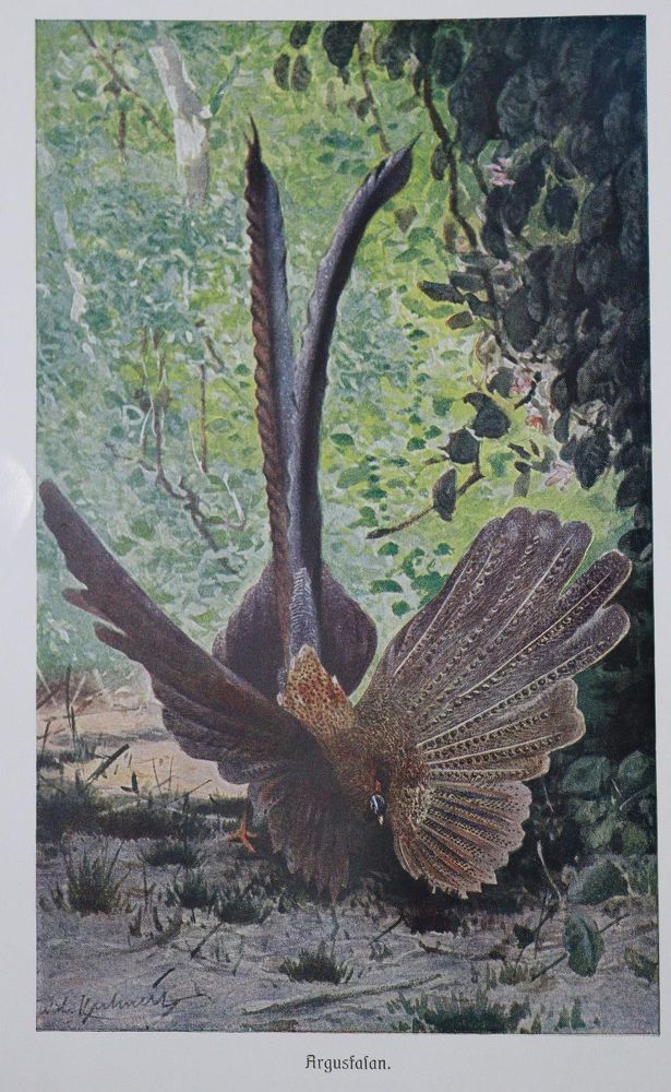 Große Abbildung Nr.1: 120-1012 Brehm,A.E.: (Zoologie)