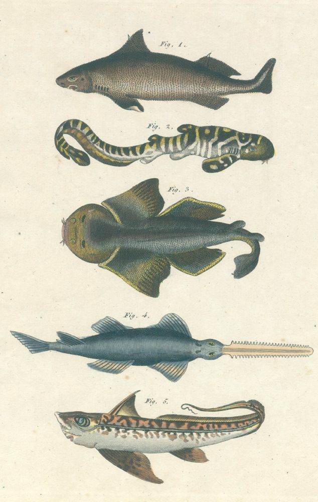 Große Abbildung Nr.1: 120-1015 Brodtmann,C.J.: (Zoologie)