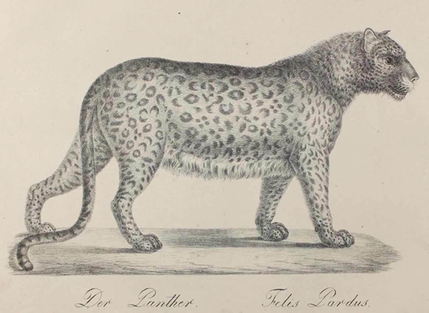 Große Abbildung Nr.2: 120-1016 Brodtmann,J.: (Zoologie)