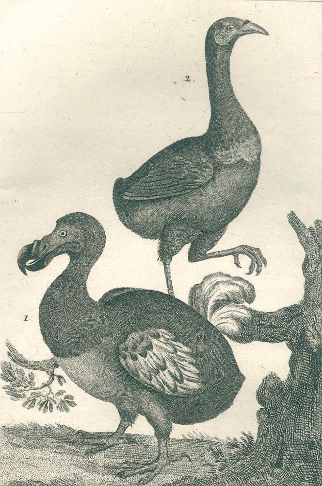 Große Abbildung Nr.2: 120-1017 Buffon,GL.L.de.: (Zoologie)