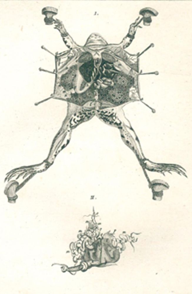 Große Abbildung Nr.3: 120-1017 Buffon,GL.L.de.: (Zoologie)