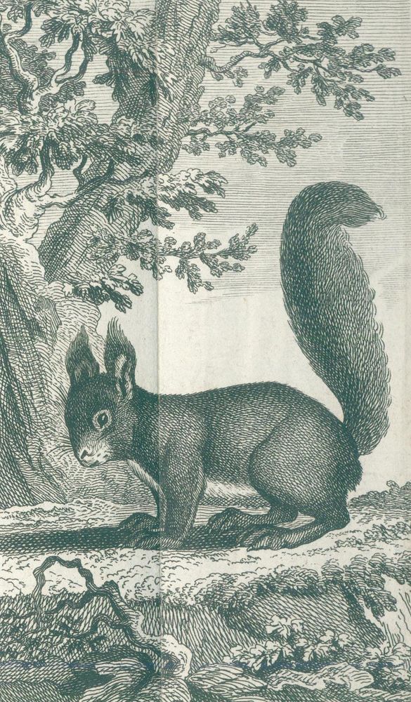 Große Abbildung Nr.1: 120-1018 Buffon,(G.L.L.)de.: (Zoologie)