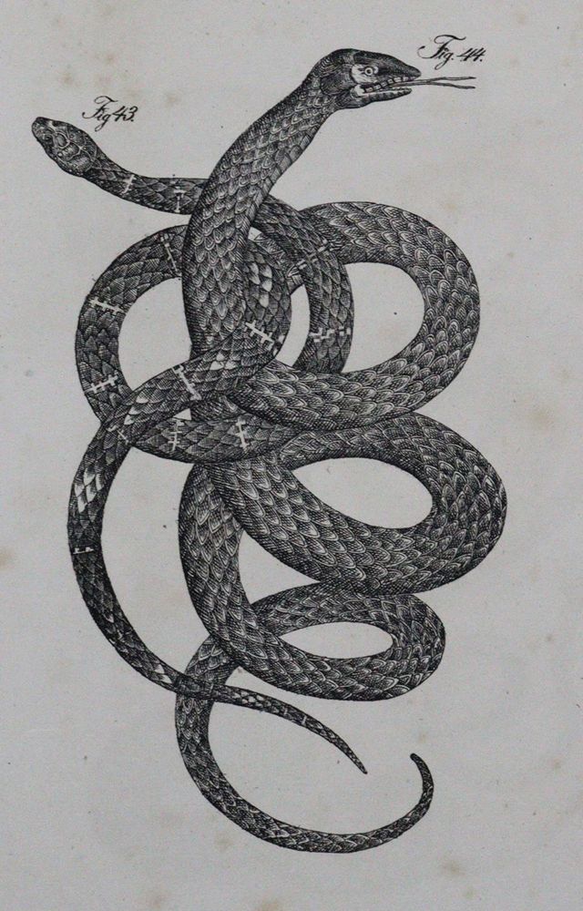 Große Abbildung Nr.1: 120-1022 (Buhle,C.A.).: (Zoologie)