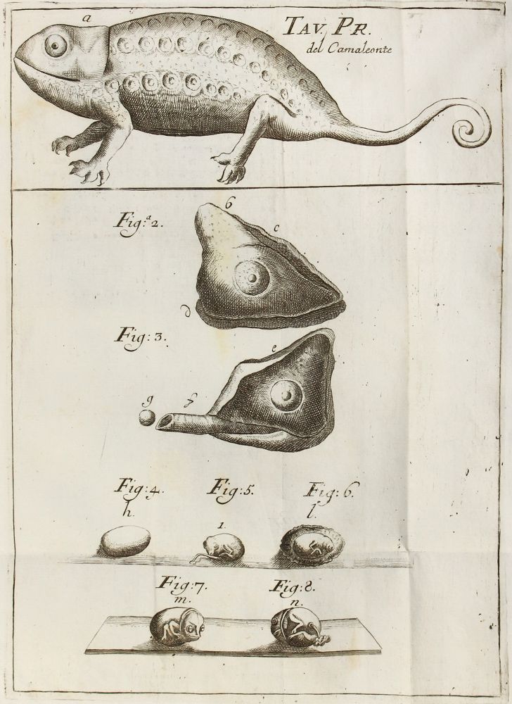 Große Abbildung Nr.1: 120-1023 Vallisnieri,A.: (Zoologie, Chamäleon)