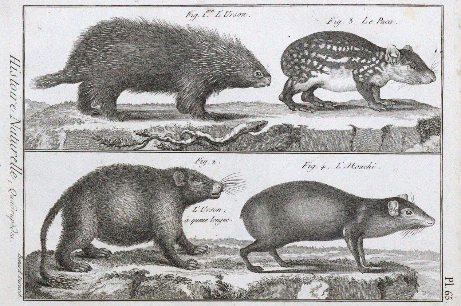 Große Abbildung Nr.1: 120-1027 (Desmarest,A.G.: (Zoologie)