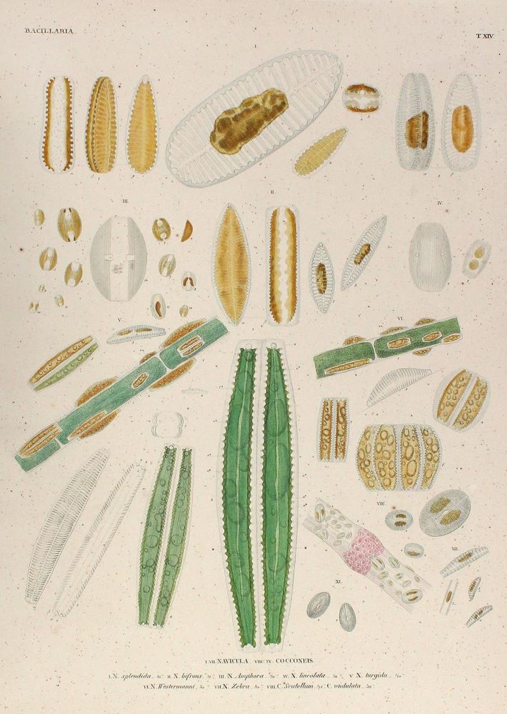 Große Abbildung Nr.1: 120-1028 Ehrenberg,C.G.: (Zoologie)
