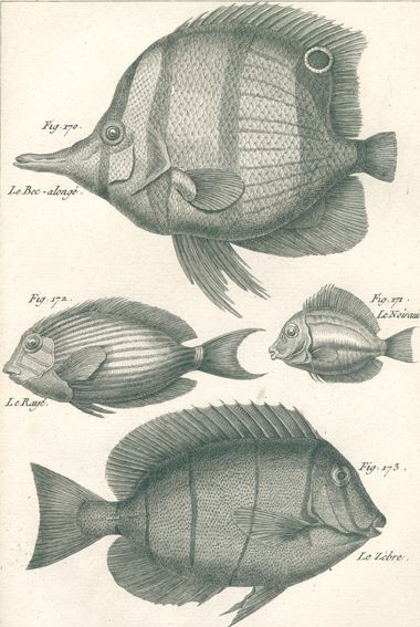 Große Abbildung Nr.1: 120-1029 Bonnaterre,(J.P.).: (Zoologie, Fische)