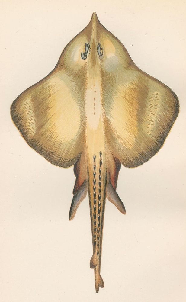 Große Abbildung Nr.1: 120-1030 Couch,J.: (Zoologie, Fische)