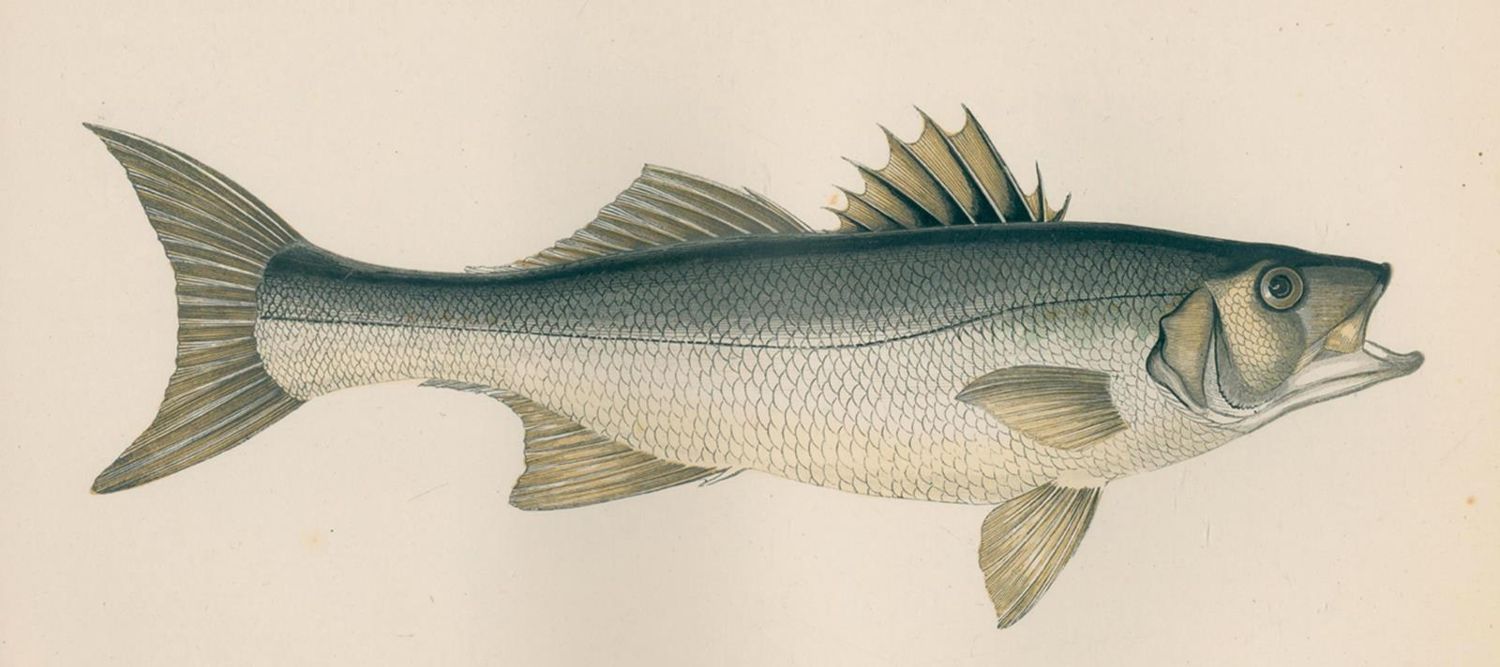 Große Abbildung Nr.2: 120-1030 Couch,J.: (Zoologie, Fische)