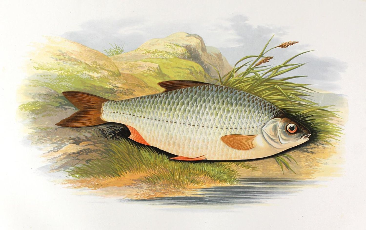 Große Abbildung Nr.1: 120-1032 Houghton,W.: (Zoologie, Fische)