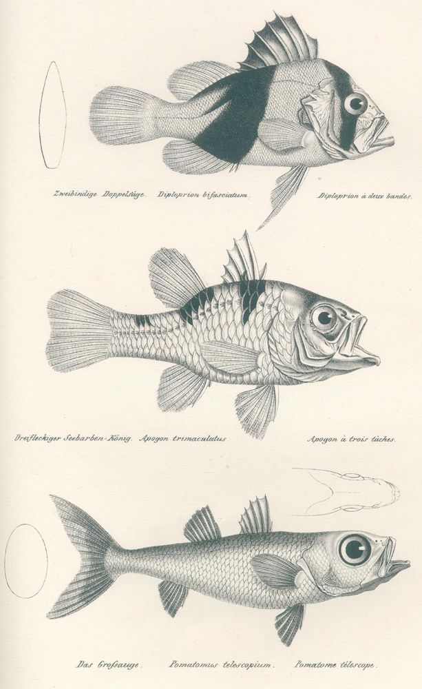 Große Abbildung Nr.1: 120-1033 Schinz,H.R.: (Zoologie, Fische)