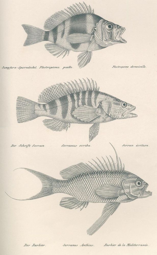 Große Abbildung Nr.2: 120-1033 Schinz,H.R.: (Zoologie, Fische)