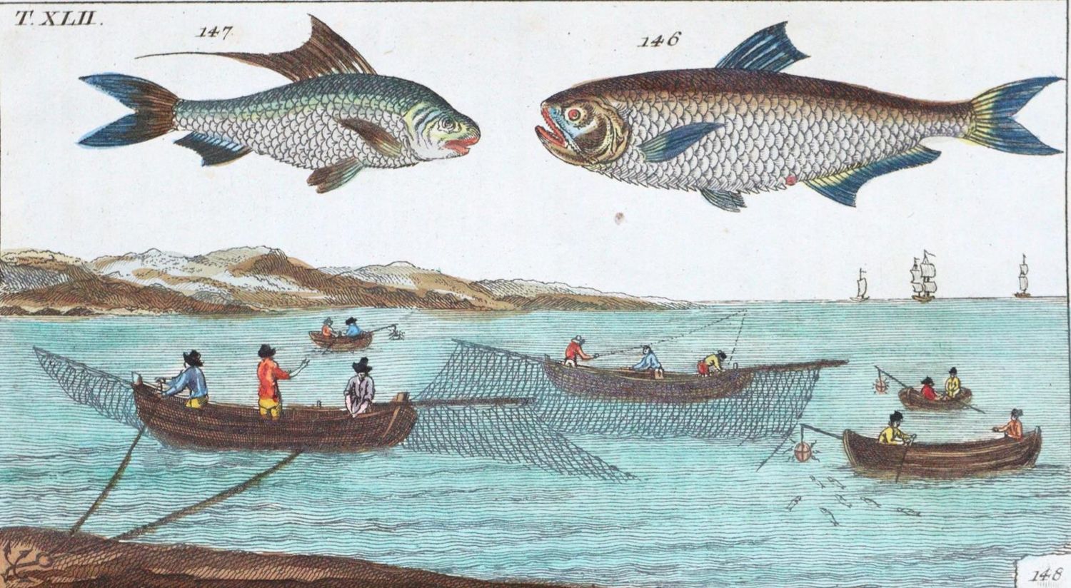 Große Abbildung Nr.1: 120-1034 (Wilhelm,G.T.).: (Zoologie, Fische)