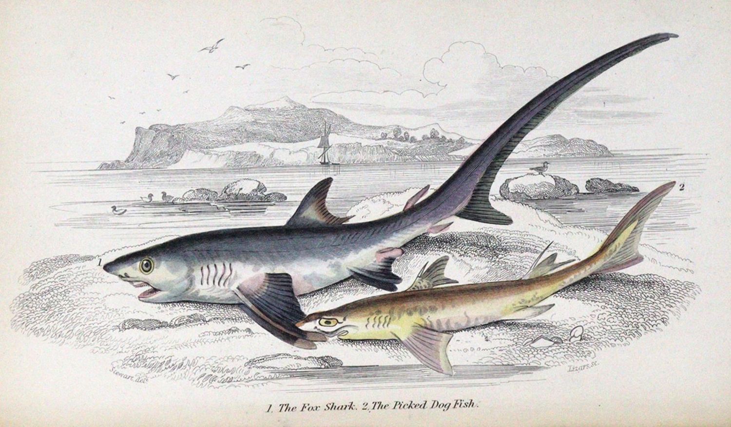 Große Abbildung Nr.1: 120-1035 Yarrell,W.: (Zoologie, Fische)