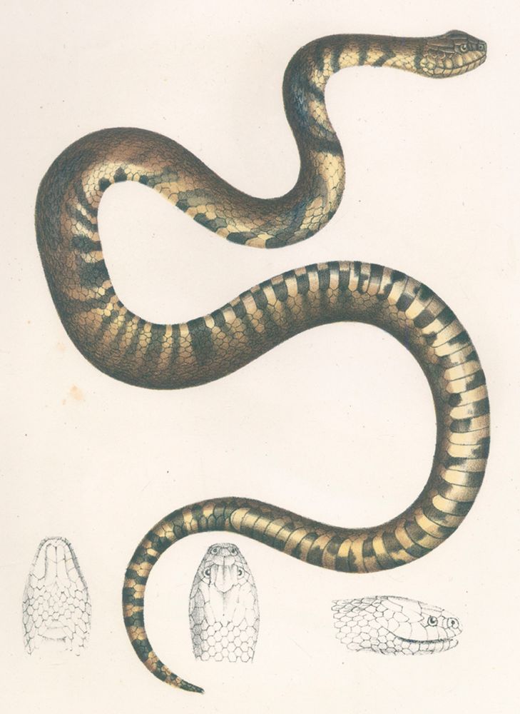 Große Abbildung Nr.1: 120-1036 Fitzinger,L.J.: (Zoologie)