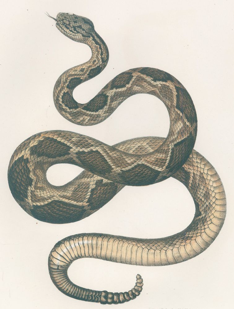 Große Abbildung Nr.2: 120-1036 Fitzinger,L.J.: (Zoologie)