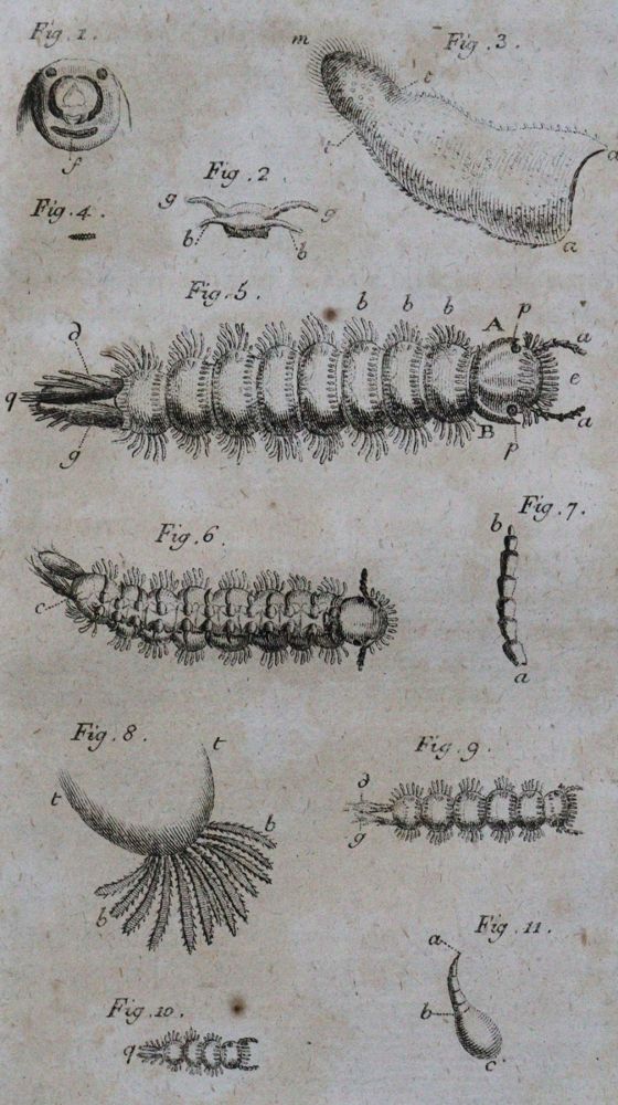 Große Abbildung Nr.1: 120-1040 Goeze,J.A.E. (Hrsg.).: (Zoologie, Insekten)