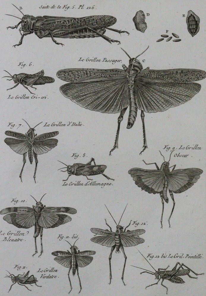 Große Abbildung Nr.1: 120-1041 Latreille,(P.A.).: (Zoologie, Insekten)