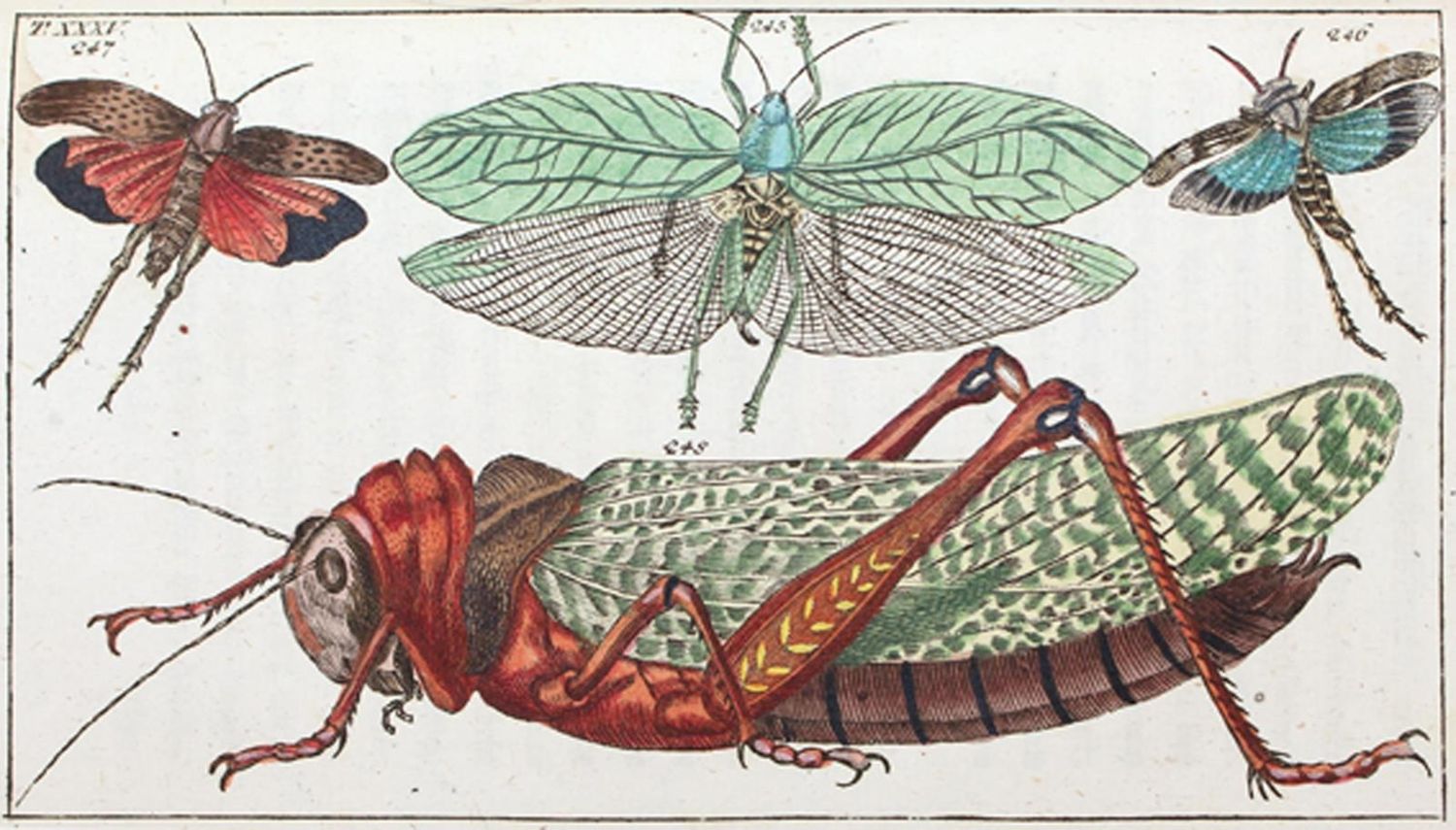 Große Abbildung Nr.1: 120-1042 (Wilhelm,G.T.).: (Zoologie, Insekten)